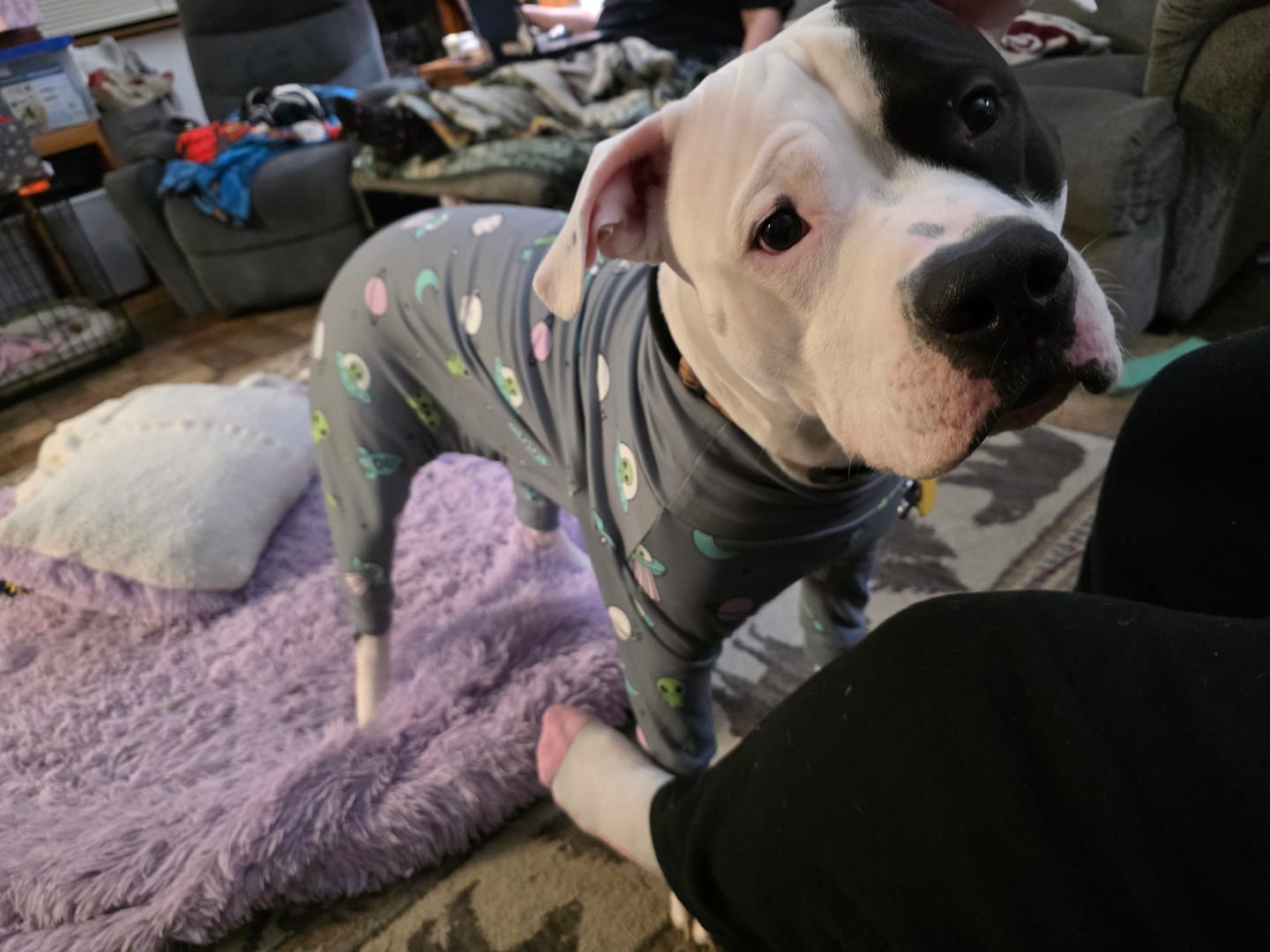 Customer photo review of Dog Pajama - Alien
