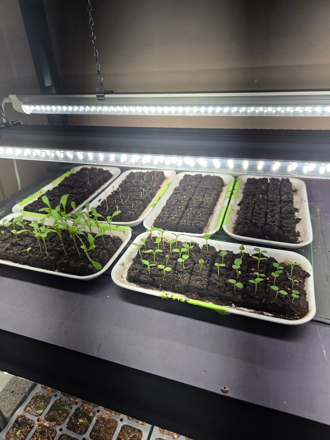 Customer photo review of Soil Blocking Mix*