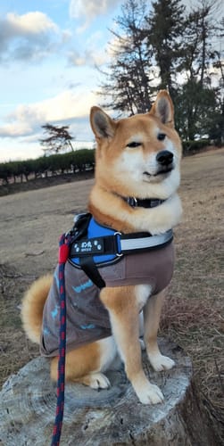 Customer photo review of FunFunPet 高機能ハーネス（お名前タグ作成サービス付き）