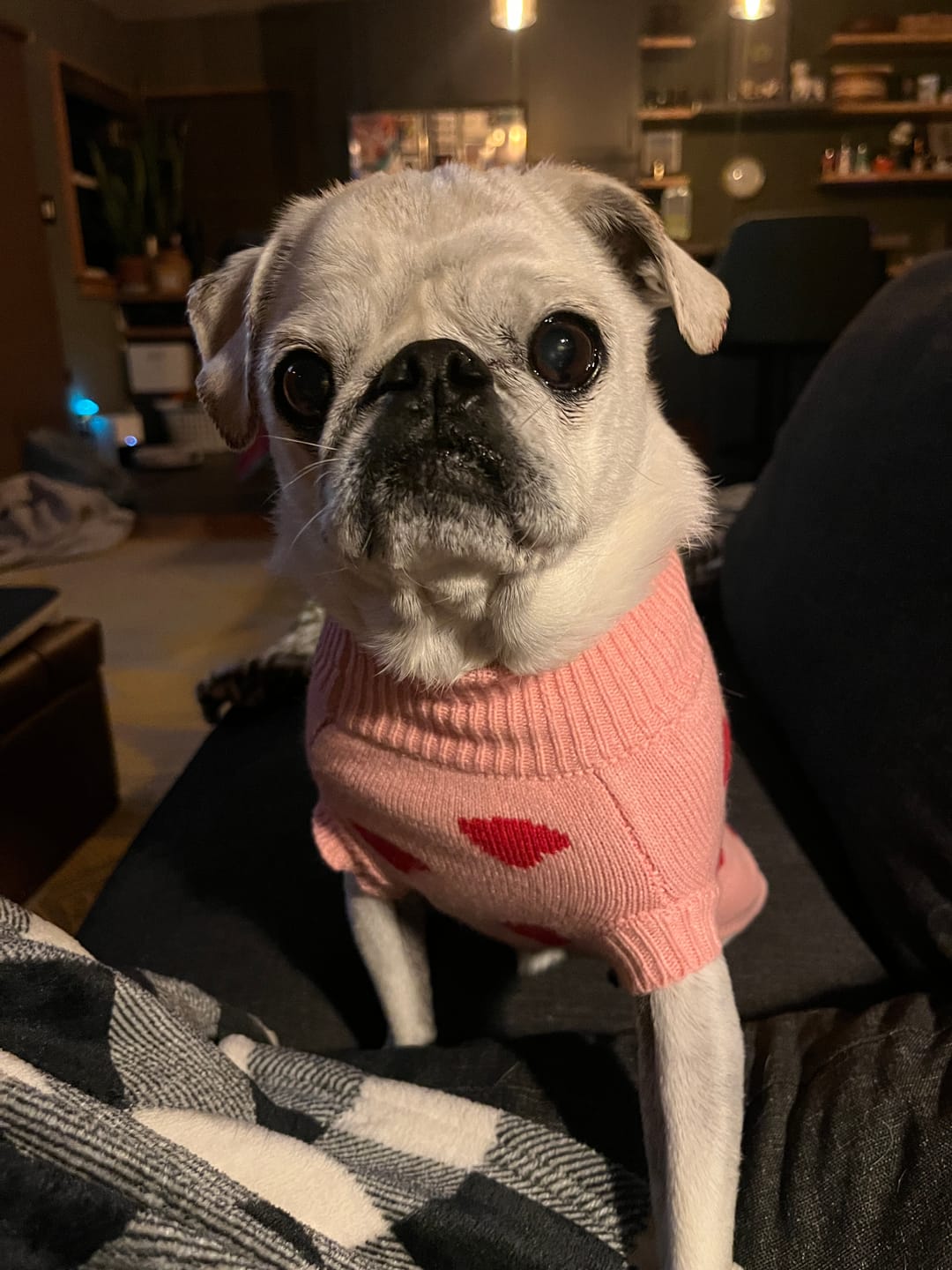 Customer photo review of Hearts Knit Dog Sweater