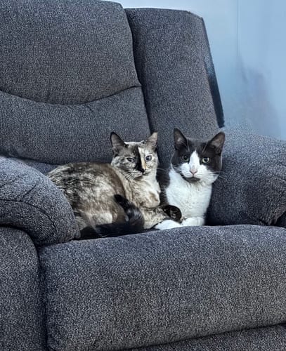 Customer photo review of 3x Blisso Advanced Cat Probiotic