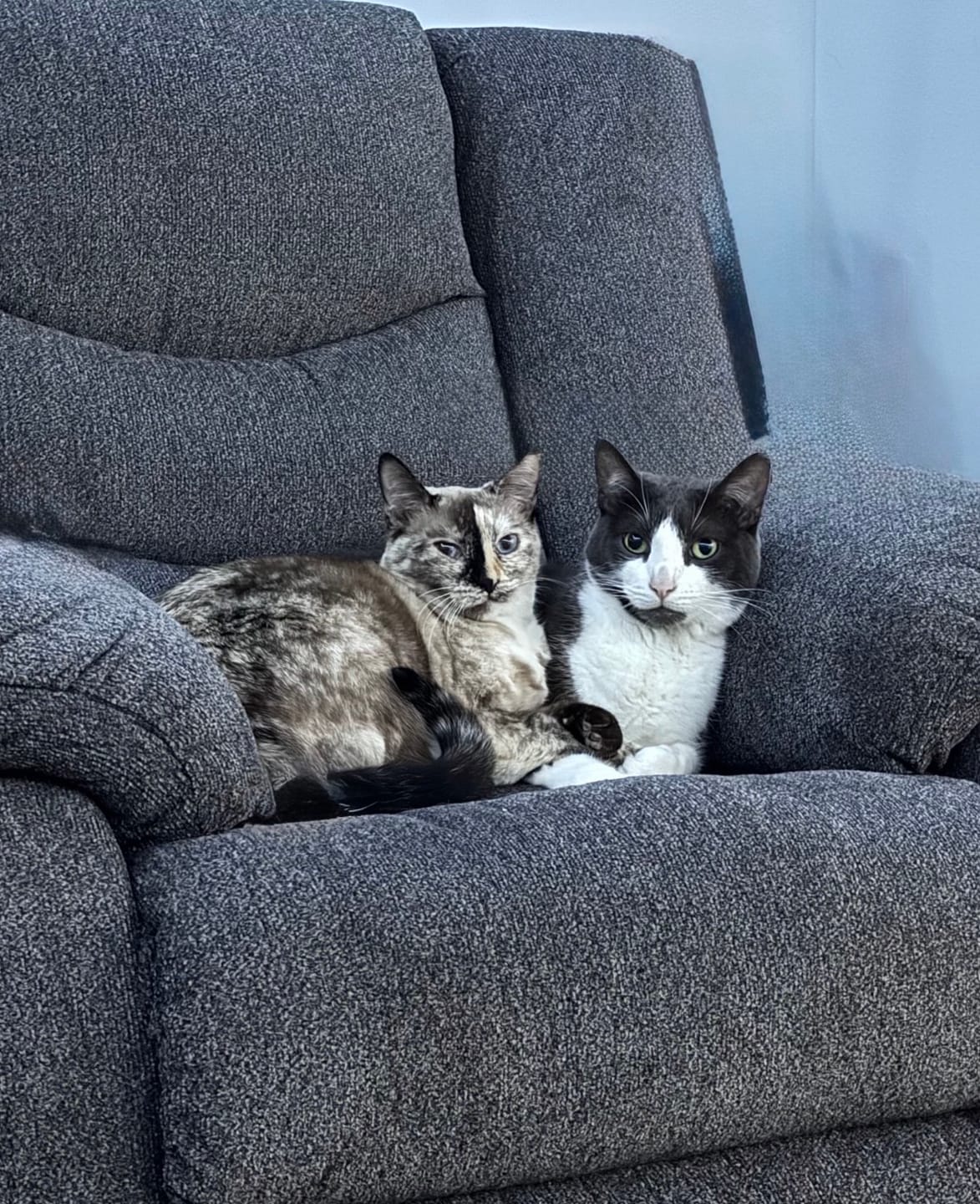 Customer photo review of 3x Blisso Advanced Cat Probiotic