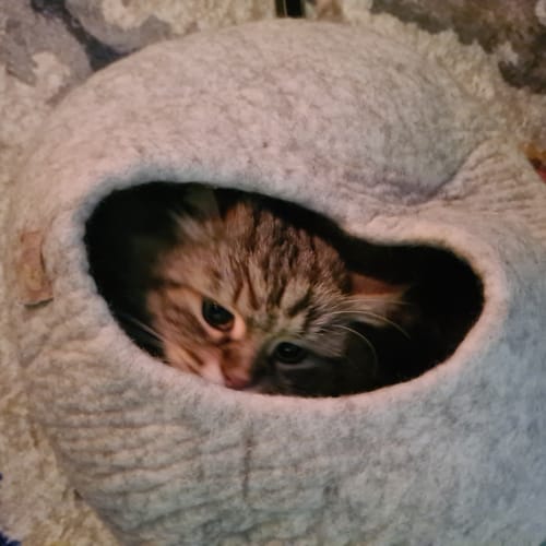 Customer photo review of Premium