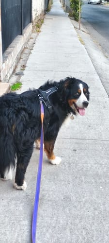 Customer photo review of Arnés Aerosport para Perros - Street Dogs - Black