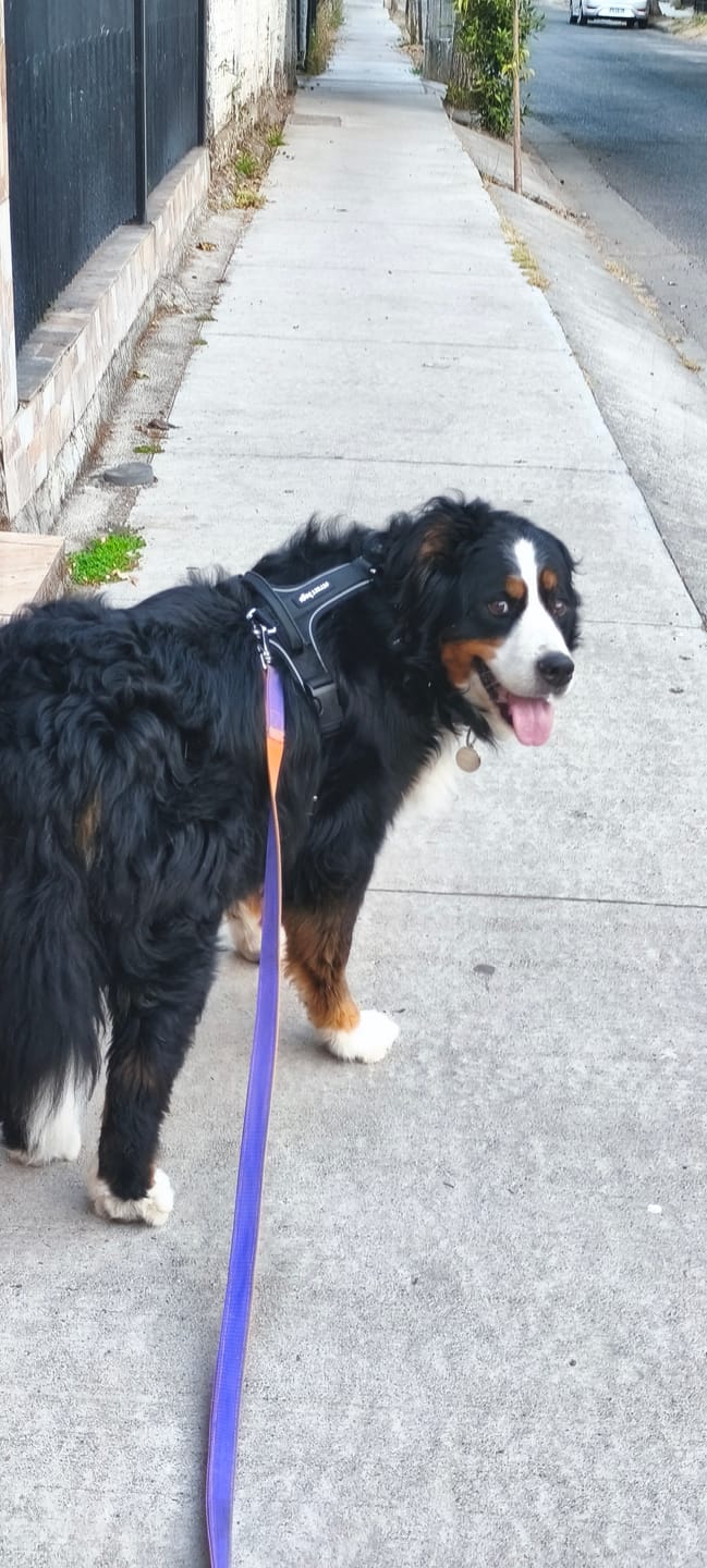 Customer photo review of Arnés Aerosport para Perros - Street Dogs - Black