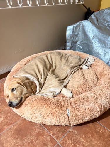 Cliente muestra a su perro descansando en la suave Cama Antiestrés para Perros de color canela, cubierto con una manta.