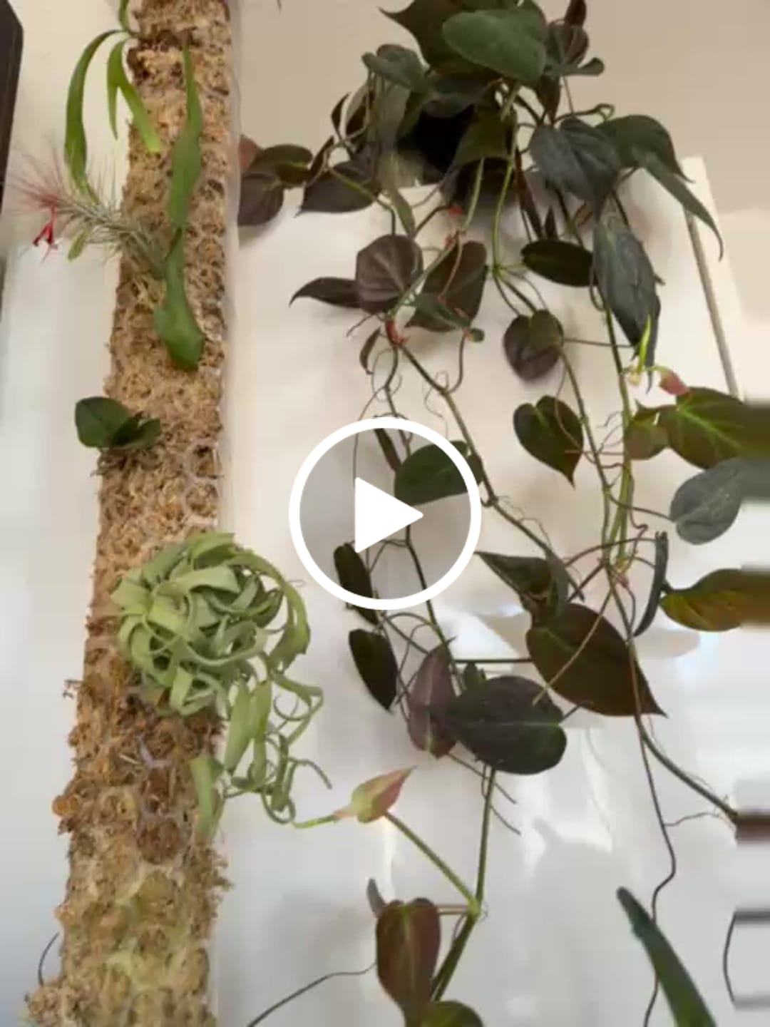 Customer video review of Sphagnum Moss