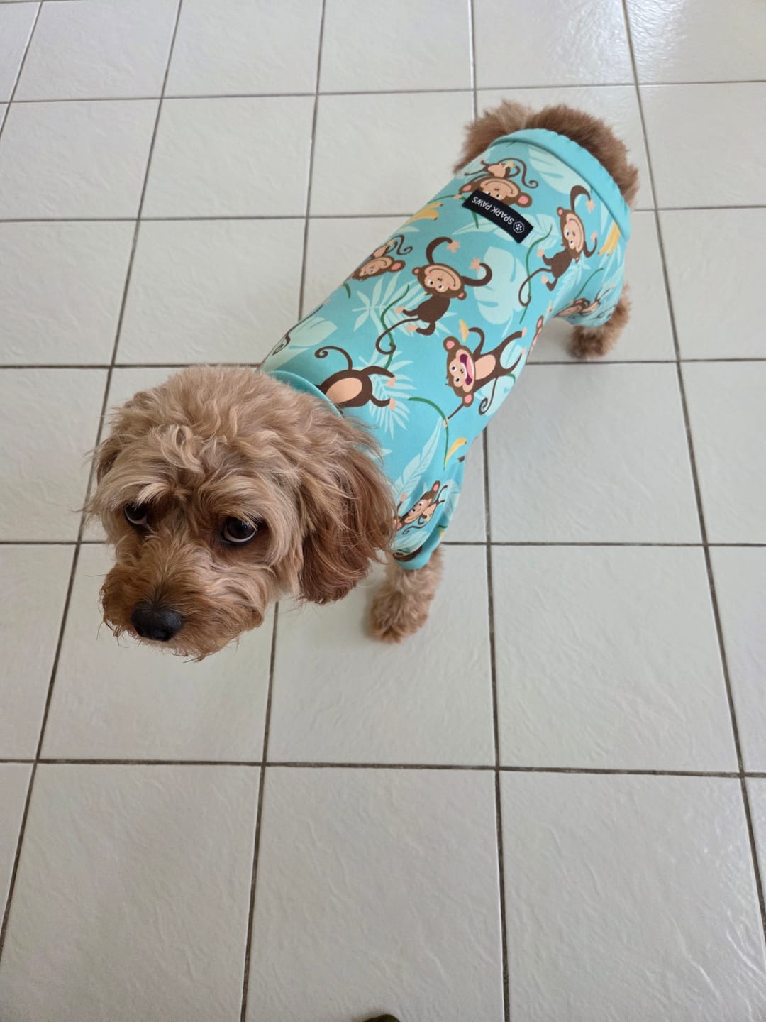 Customer photo review of Dog Pajama - Monkey Business