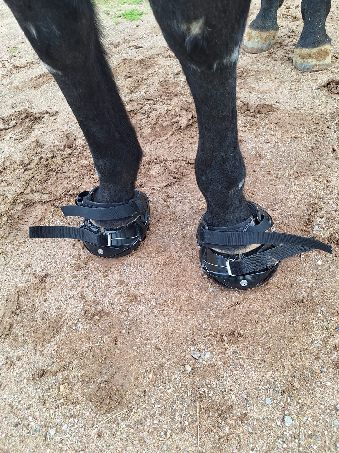 Customer photo review of Renegade® Viper Shield™ Hoof Boot - Black Knight