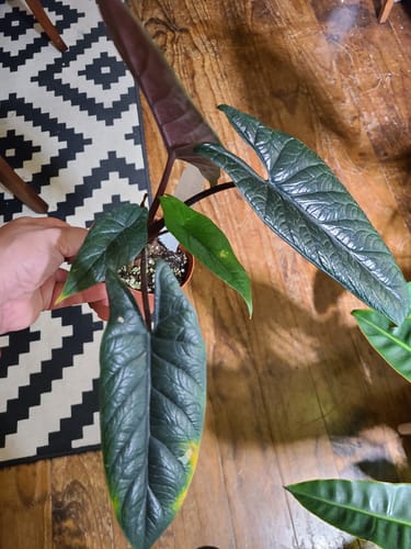 Customer holding their Alocasia scalprum plant, which has several dark green leaves with some slight yellowing on one leaf.