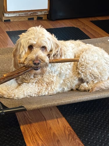 Customer's fluffy dog on a pet bed holding two 12 Inch Beef Collagen Sticks crosswise in its mouth.