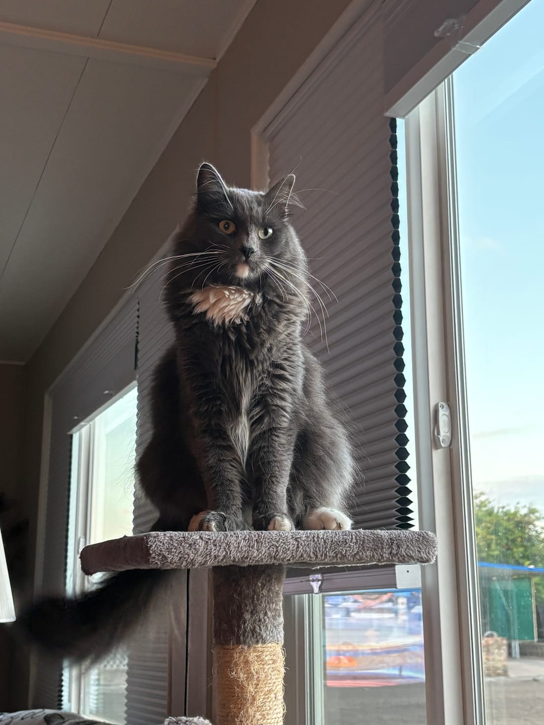 Customer photo review of Cat Dental Care & Bad Breath Remedy