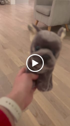 Customer video review of Fransk Bulldog Valp Kosedyr | Living Nature