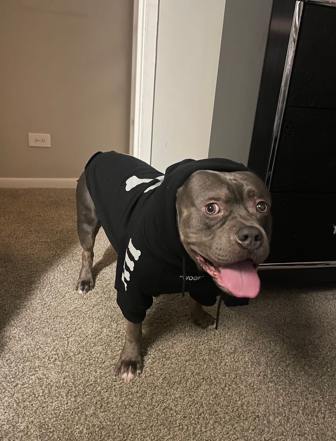 Customer photo review of Dog Hoodie Prints