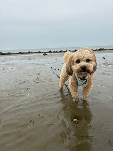 Der kleine, hellbraune Hund eines Kunden steht an einem nassen Strand.