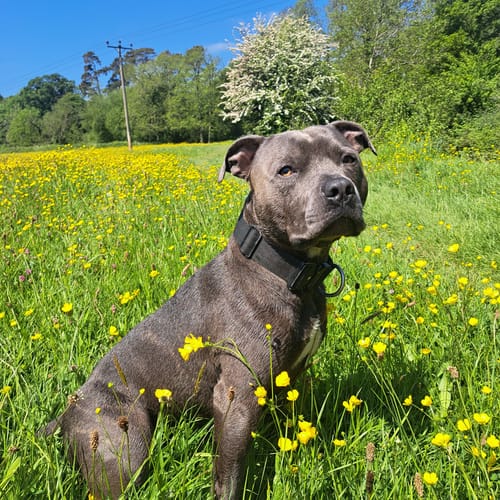 Reviewer's grey dog wearing the black 4cm Combat Collar while sitting in a grassy field.