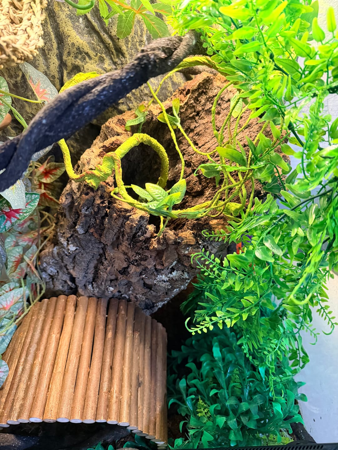 Customer photo review of Premium Cork Bark Tubes, Large