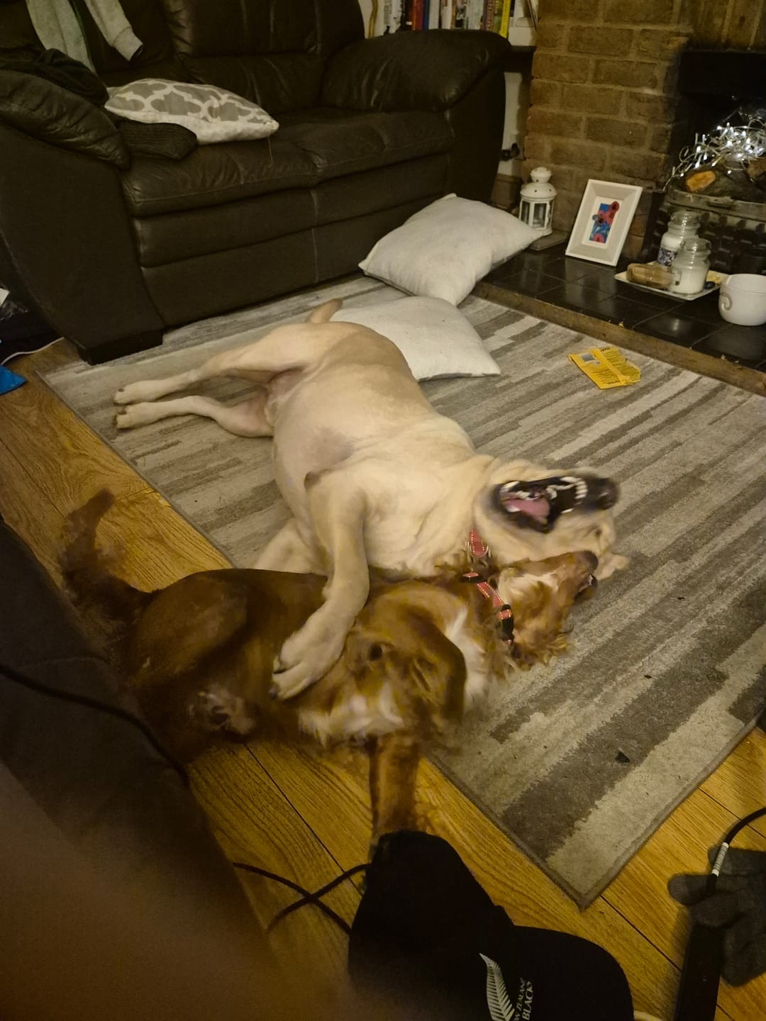 Customer photo review of Dog Duo Pack