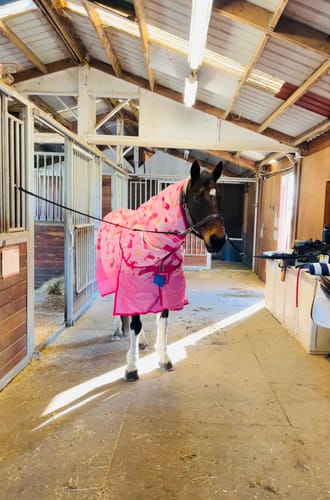 Customer photo review of NEW Country Star Turnout Rug