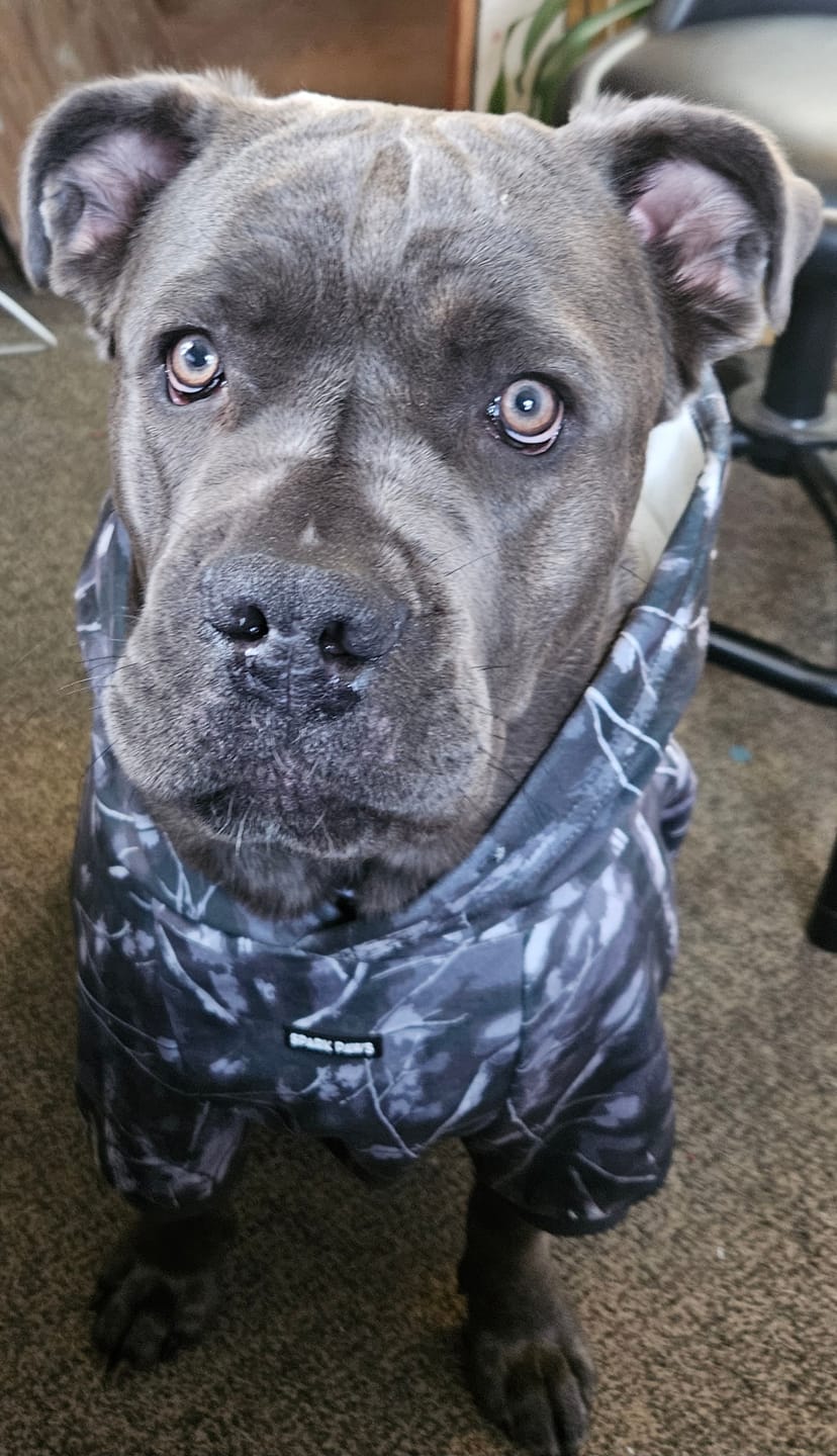 Customer photo review of Concrete Wood Dog Hoodie - Asphalt