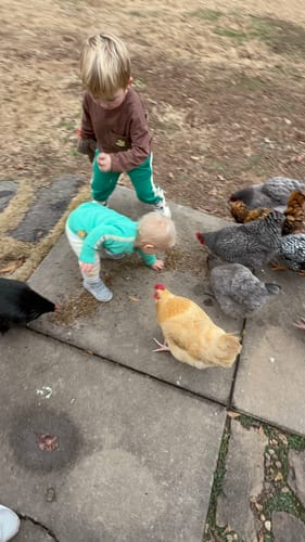 Customer photo review of GrubTerra Dried Black Soldier Fly Larvae 10lb.