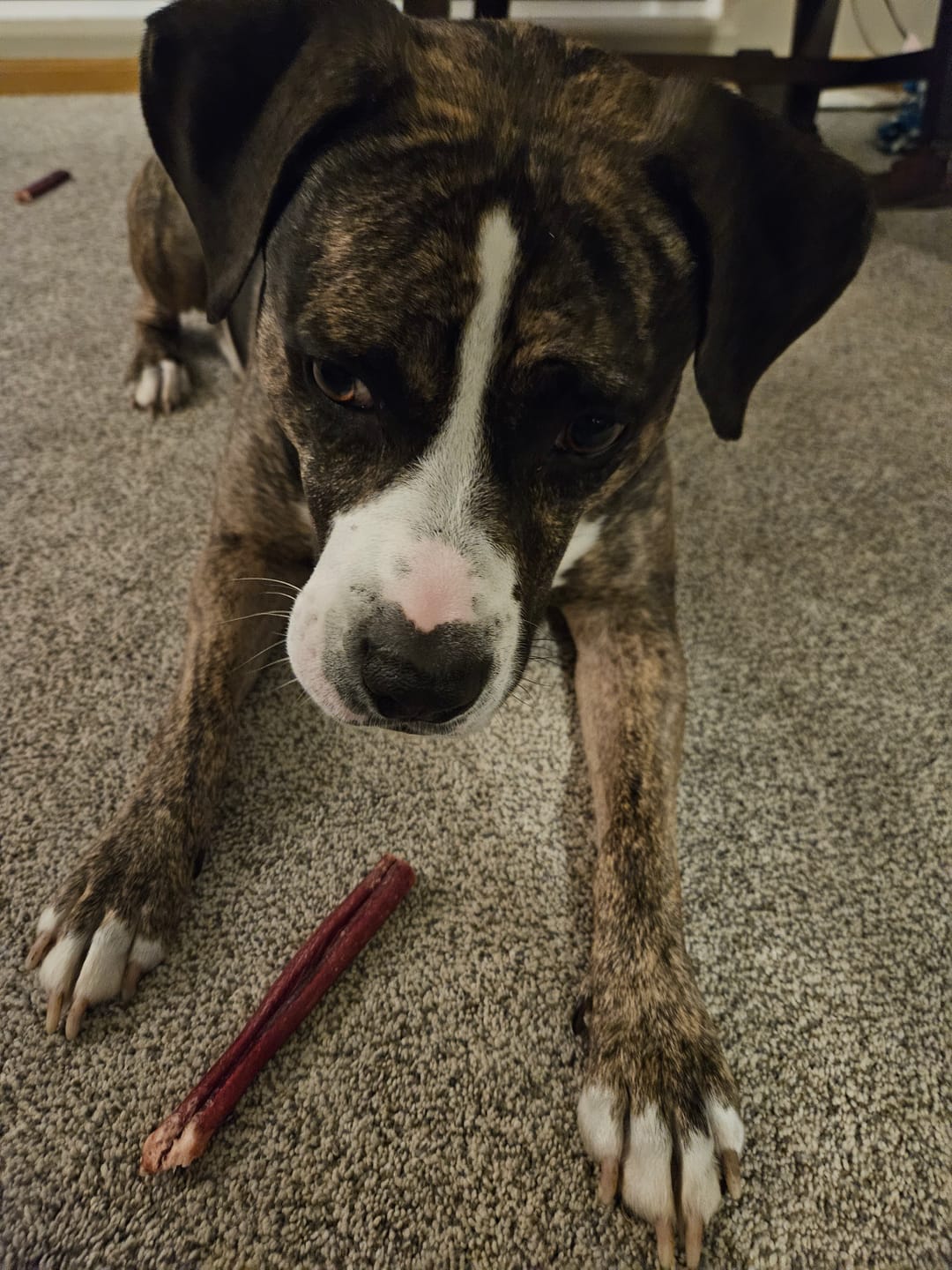 Customer photo review of 12 Inch Standard Bully Sticks