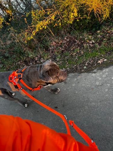 Customer photo review of Training Double Ended Dog Lead | 2m Length -  Orange