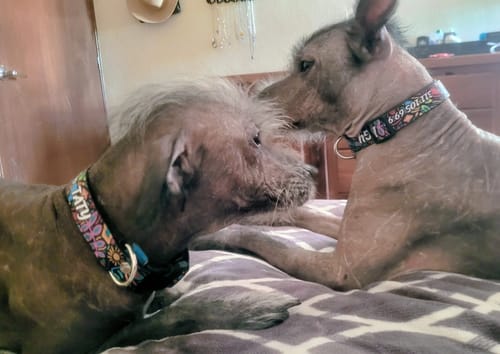 Customer photo review of Collar personalizado para Mascota: Alebrije