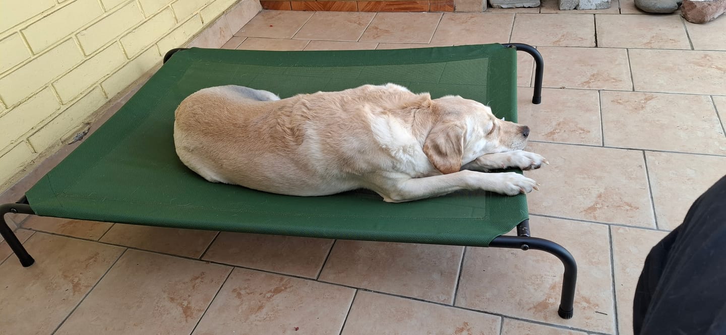 Customer photo review of Cama Elevada THE DOGS: Frescura y Ventilación