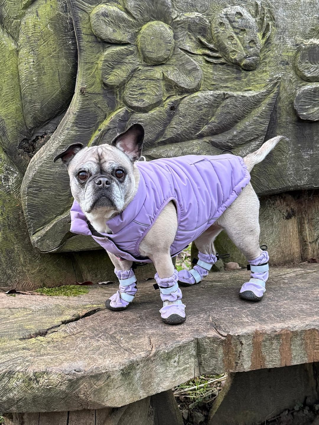 Customer photo review of Flex Shell Waterproof Dog Boots - Lilac
