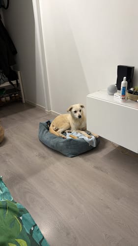 Customer photo review of Divanetto Velluto a Coste Celeste