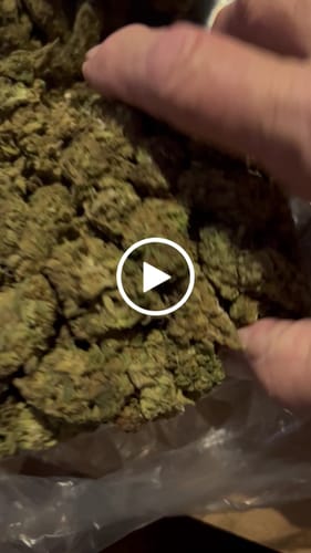 Customer video review of Gorilla Glue - Bulk - Indica