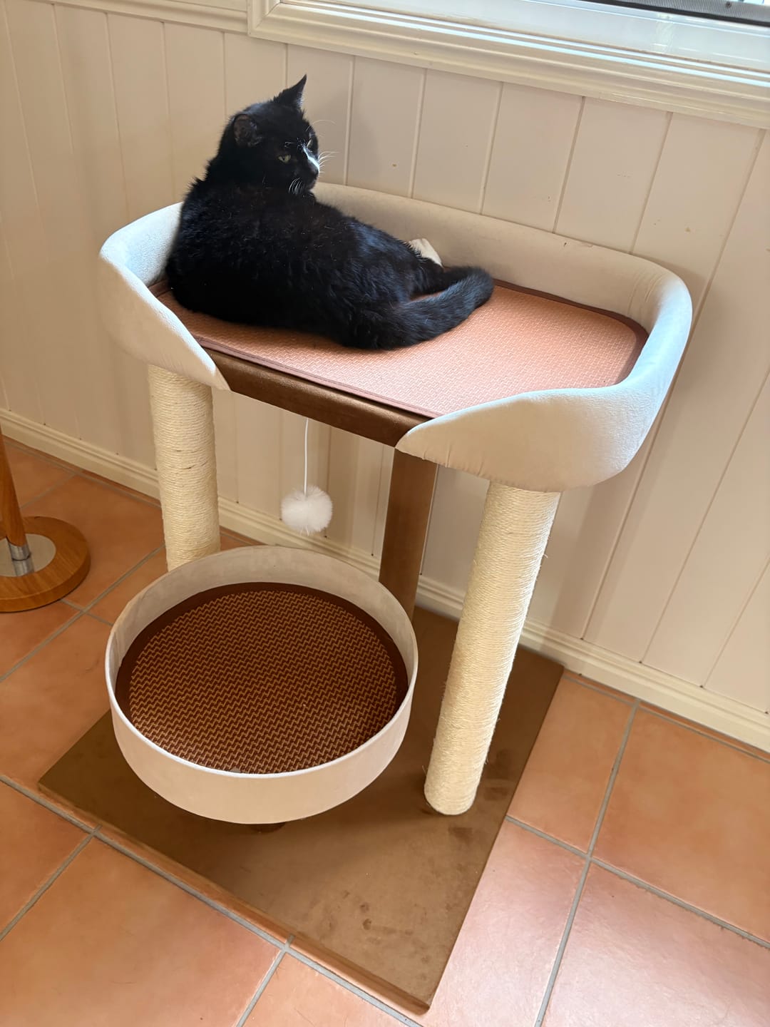 Customer photo review of Makesure Sugar Bean Ceramic Double Pet Bowls For Cat and Small Dogs