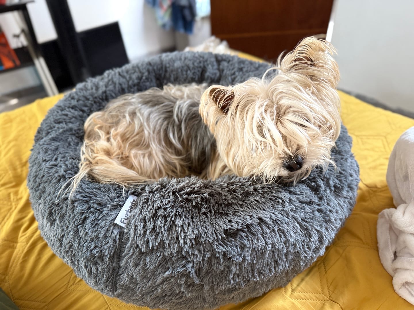 Customer photo review of Manta Relajante para Mascotas
