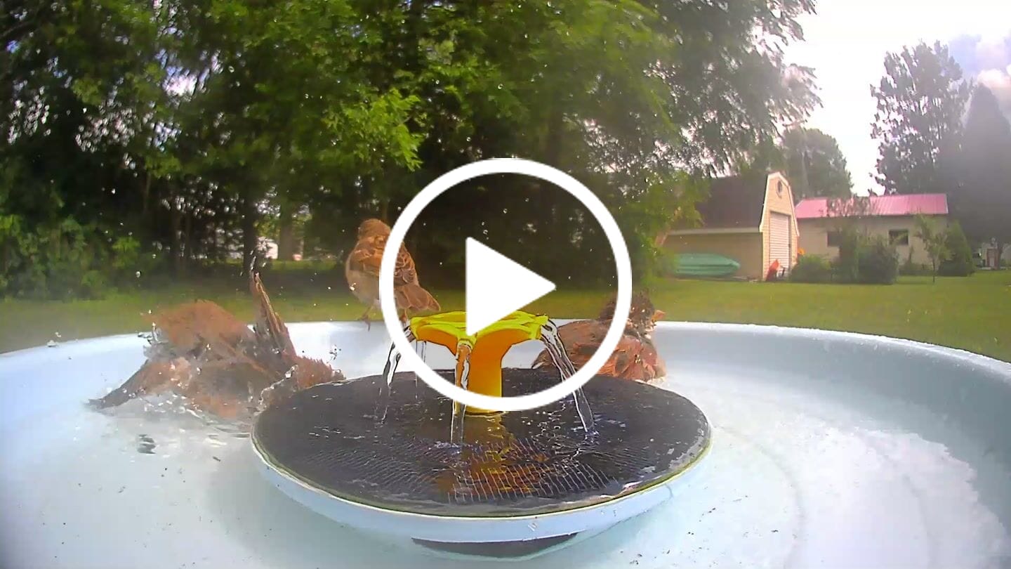 Customer video review of Birdfy Bath Pro with Stand - Solar-Powered Smart Birdbath with Fountain