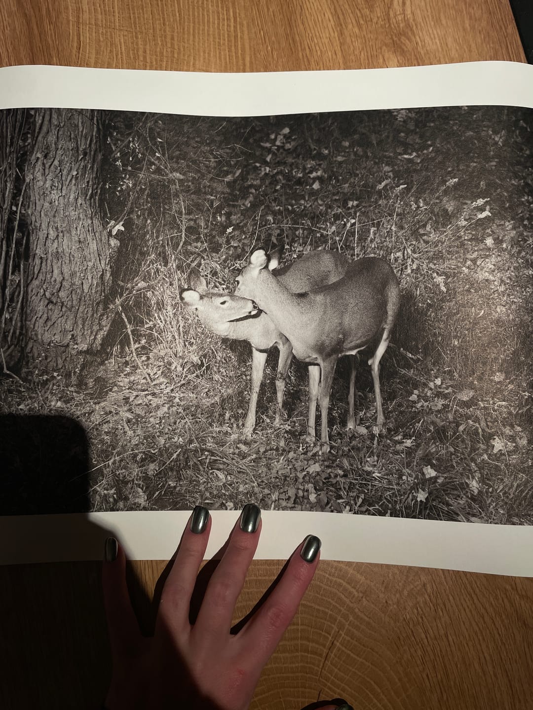 Customer photo review of Hahnemühle Photo Rag® Satin
