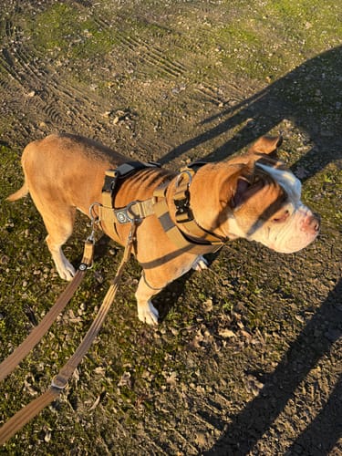A customer's bulldog wearing the sturdy tan Combat Collar and a harness while standing outdoors.