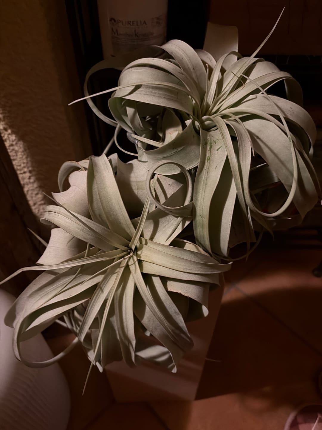 Customer photo review of Tillandsia xerographica