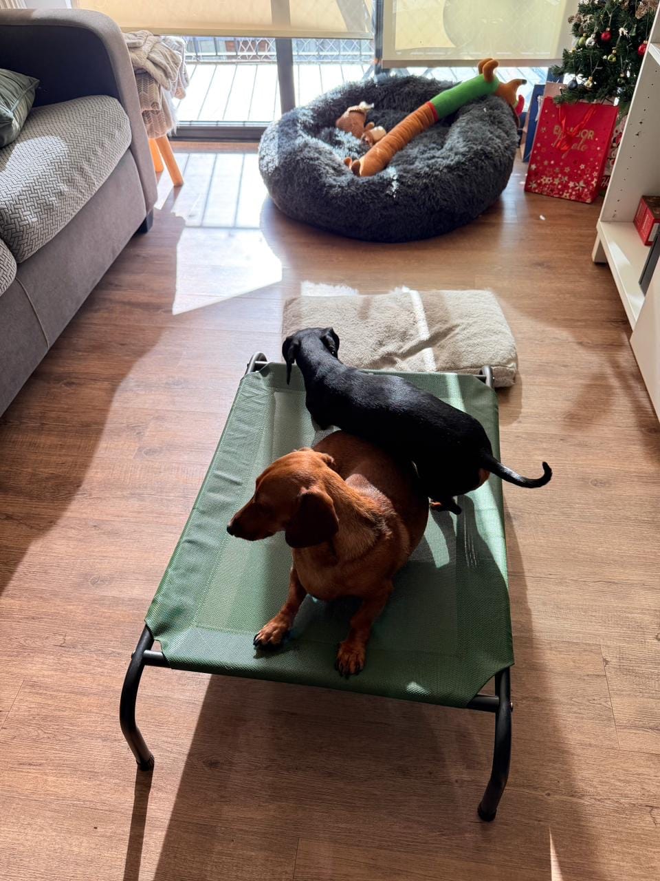 Customer photo review of Cama Elevada THE DOGS: Frescura y Ventilación