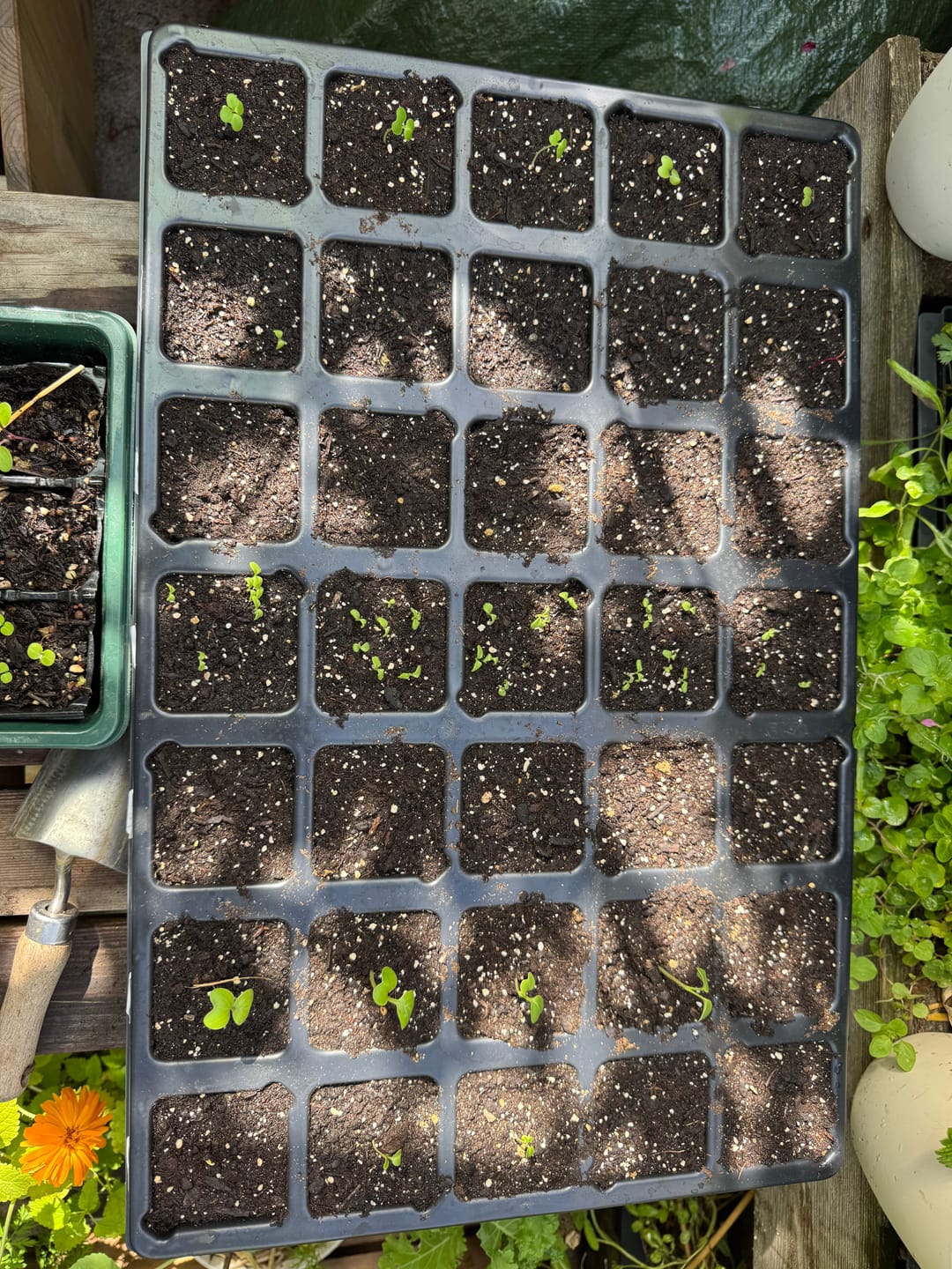 Customer photo review of QuickPot Anzuchtplatten