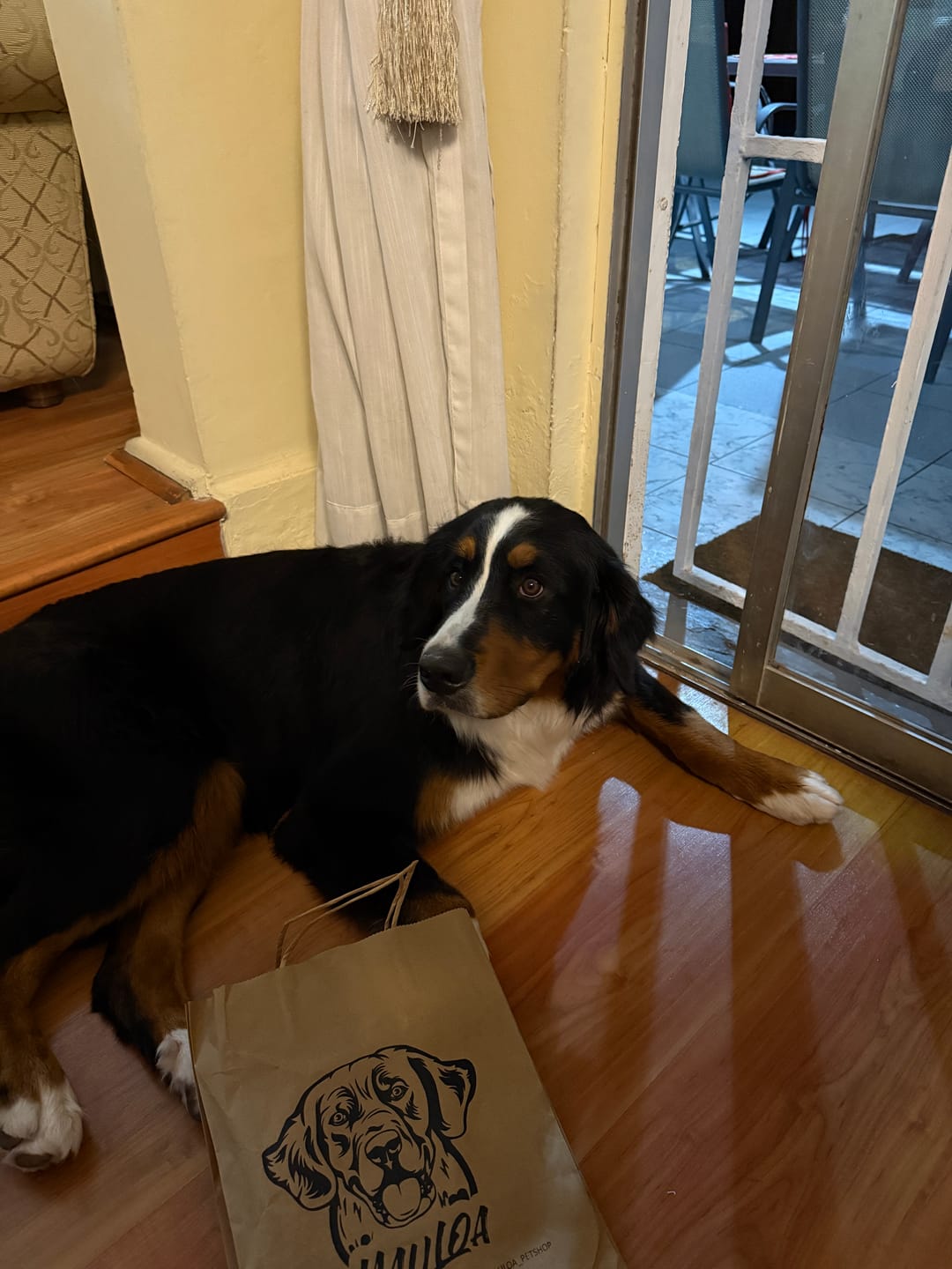 Customer photo review of Collar Toby Amarillo/Amarillo B1