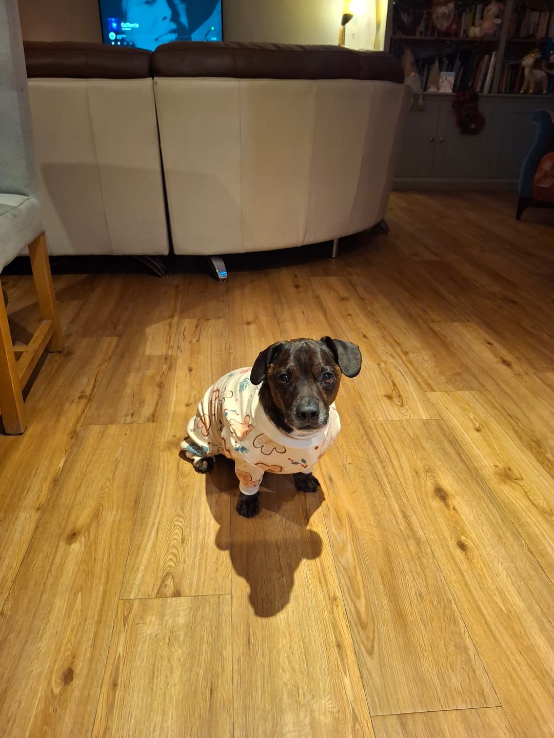 Customer photo review of Dog Christmas Pajama - Frosty Night