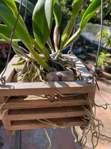 Customer photo review of Used Wine Corks, Grade A