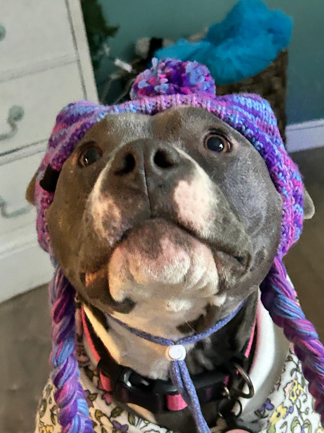 Customer photo review of Knit Pom Pom Dog Beanie Hats