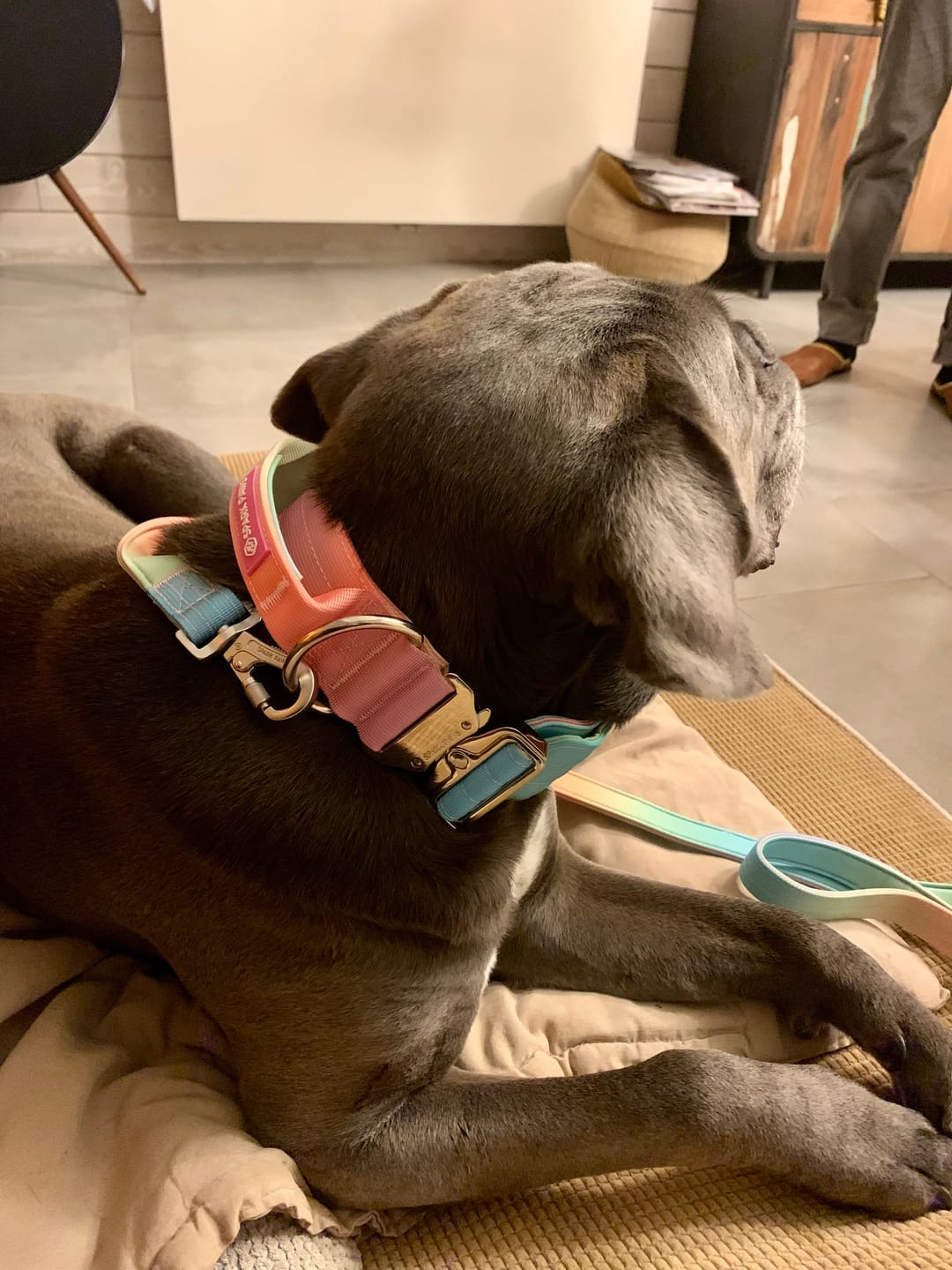Customer photo review of Leash and Poop Bag Holder Set - Pastel Icing