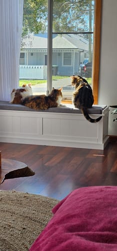 Customer photo review of 3 Month Supply - 3 Cat