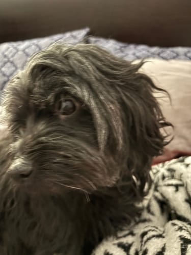 Customer photo review of DE-01 Dental Dogbiotic