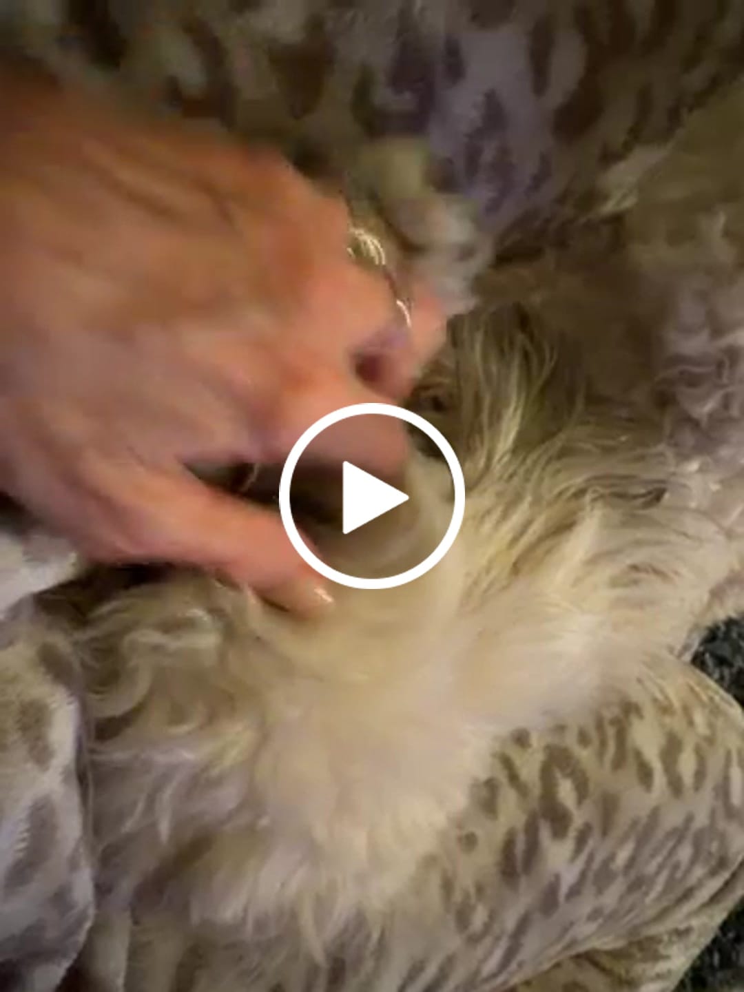 Customer video review of Pet Dental Spray by Furaqua || Veterinarian Recommended 🏆