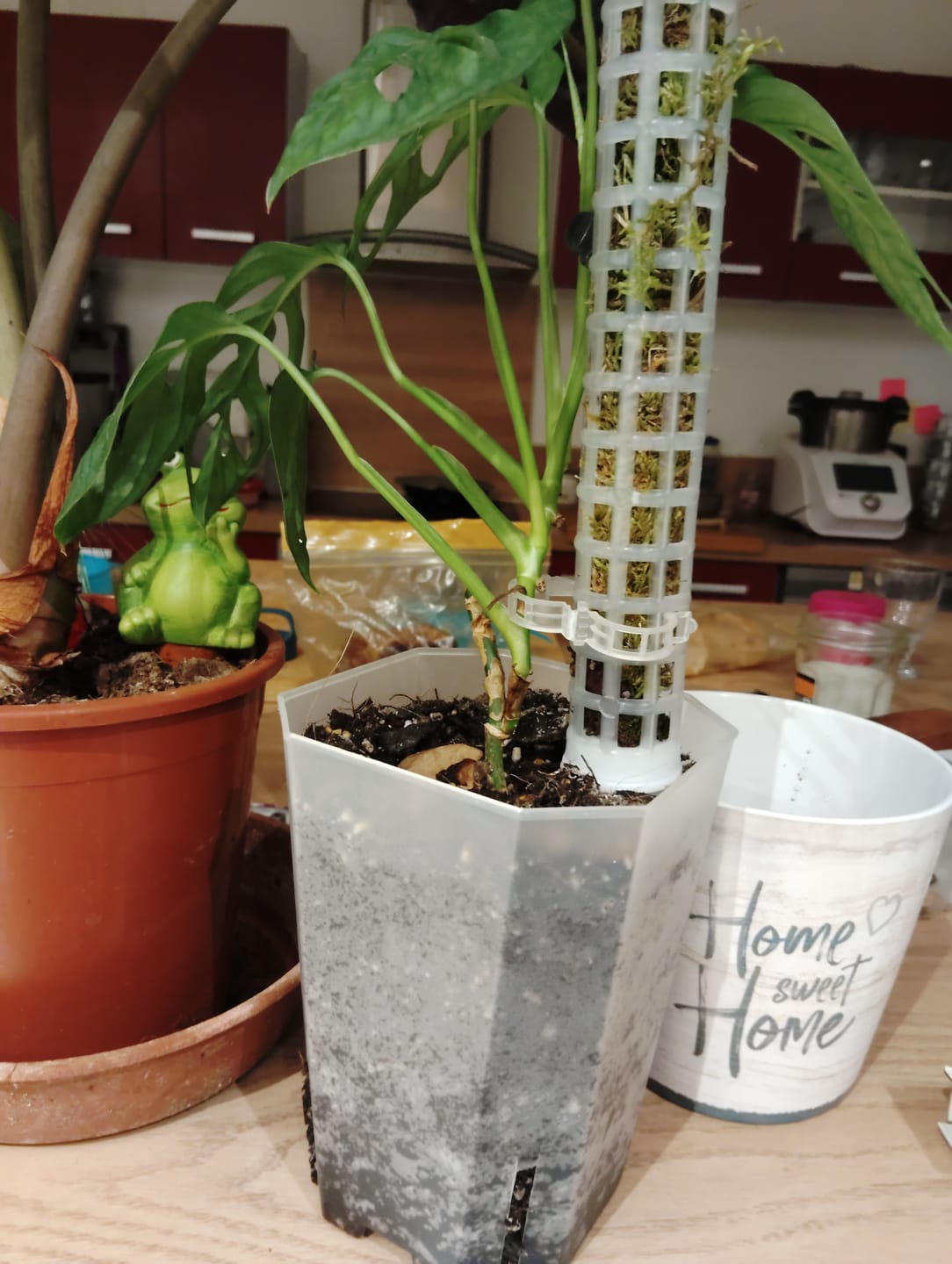 Customer photo review of Square Clear Plant Pots