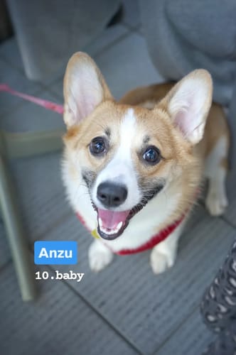 Customer photo review of FunFunPet 高機能ハーネス（お名前タグ作成サービス付き）